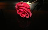 Black Rose